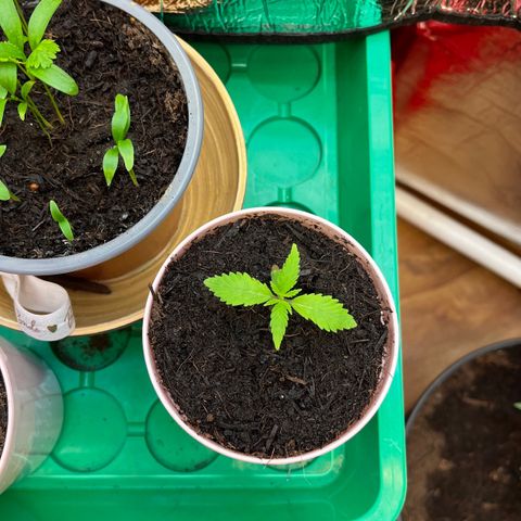 Ashley Ash growlog photo: GO ASH