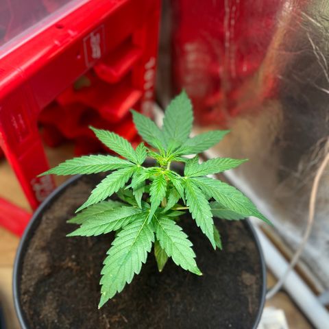 Bella Blue growlog photo: Tomorrow LST 