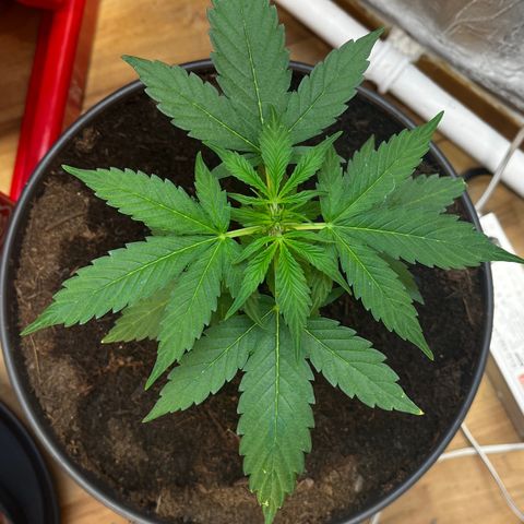 Bella Blue growlog photo: Tomorrow LST 