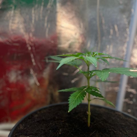 Bella Blue growlog photo: Tomorrow LST 