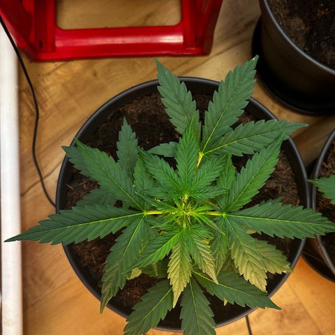 Renate growlog photo: Tomorrow LST