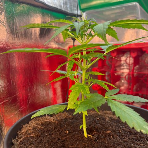 Renate growlog photo: Tomorrow LST