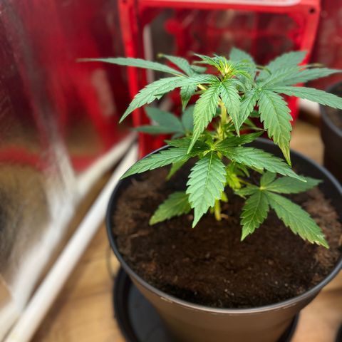 Renate growlog photo: Tomorrow LST