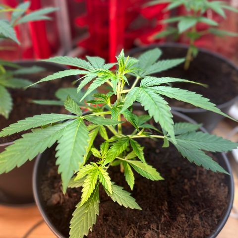 Radical Russian growlog photo: Tomorrow LST