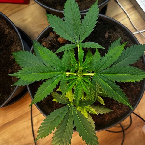 Radical Russian growlog photo: Tomorrow LST
