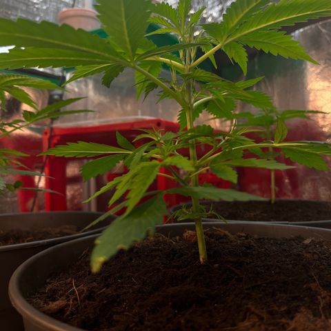 Radical Russian growlog photo: Tomorrow LST