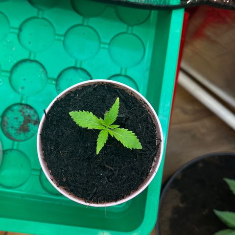 Ashley Ash growlog photo: Slow Yo