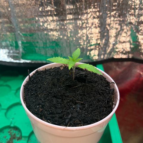 Ashley Ash growlog photo: Slow Yo