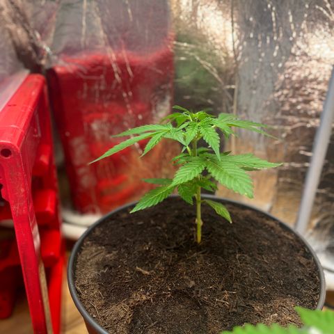 Bella Blue growlog photo: Wow ok very Little steps