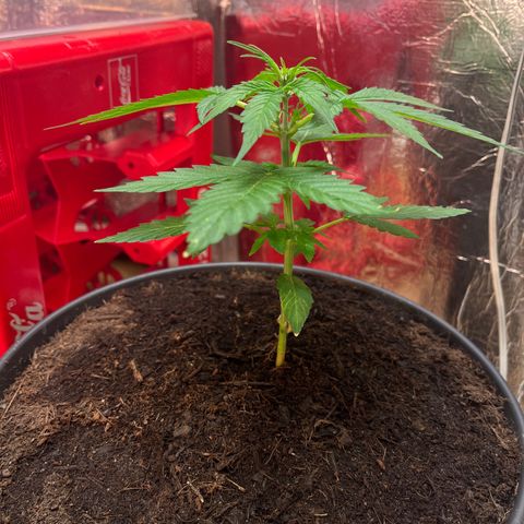 Bella Blue growlog photo: Wow ok very Little steps