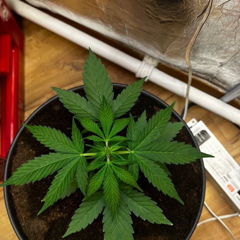 Bella Blue growlog photo: Wow ok very Little steps