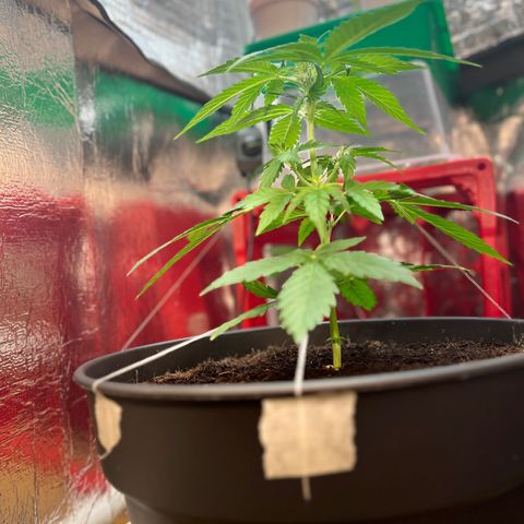 Renate growlog photo: Still sexy 