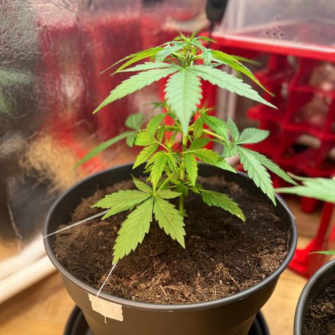 Renate growlog photo: Still sexy 