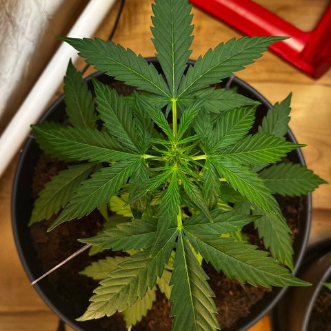 Renate growlog photo: Still sexy 
