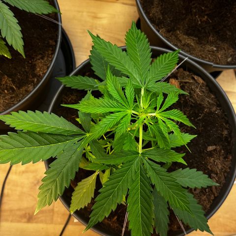 Radical Russian growlog photo: Yes one leaf again lost to much LST but the name is program the Russian still stay radical (ps. No support to War PEACE FOR ALL )