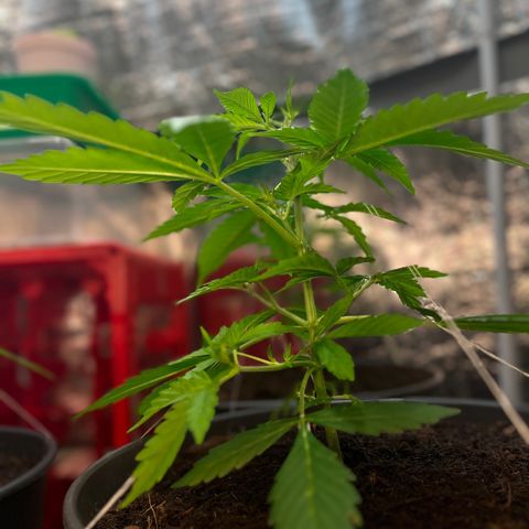 Radical Russian growlog photo: Yes one leaf again lost to much LST but the name is program the Russian still stay radical (ps. No support to War PEACE FOR ALL )