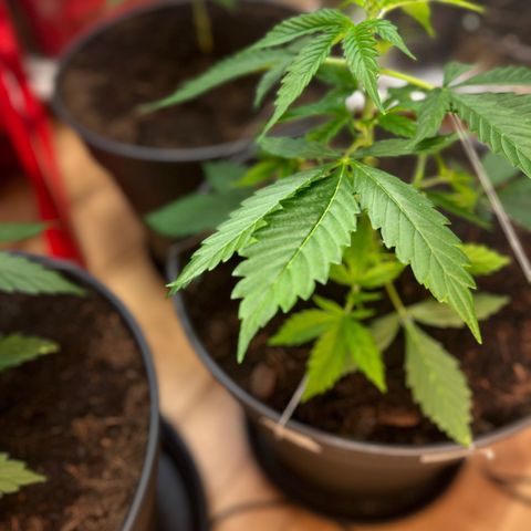 Radical Russian growlog photo: Yes one leaf again lost to much LST but the name is program the Russian still stay radical (ps. No support to War PEACE FOR ALL )