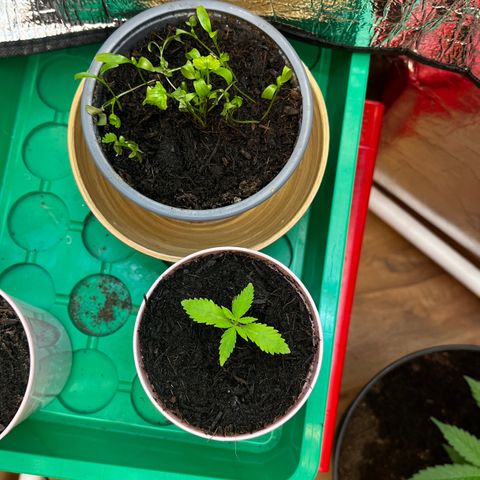 Ashley Ash growlog photo: Yop slow Ryder