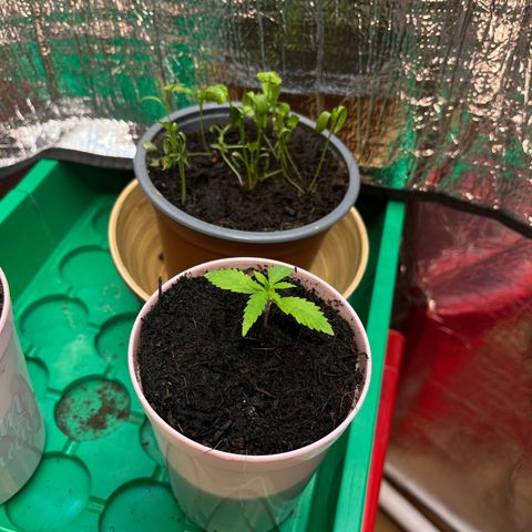 Ashley Ash growlog photo: Yop slow Ryder