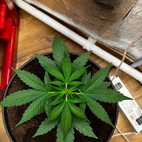 Bella Blue growlog photo: Lekker