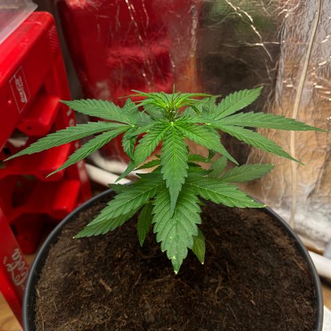 Bella Blue growlog photo: Lekker