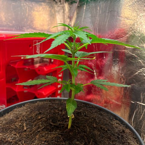 Bella Blue growlog photo: Lekker