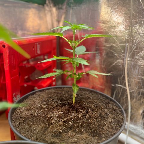 Bella Blue growlog photo: Higheeer