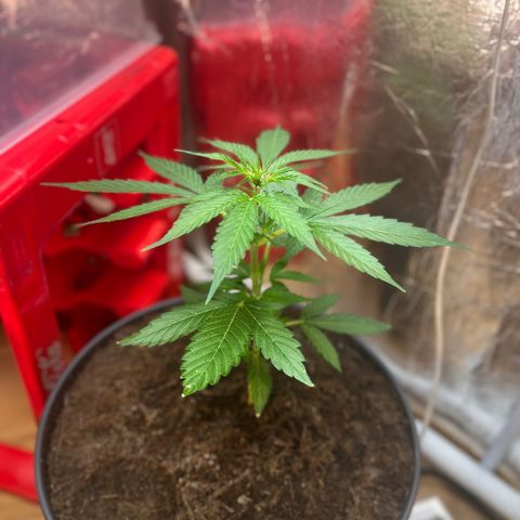 Bella Blue growlog photo: Higheeer