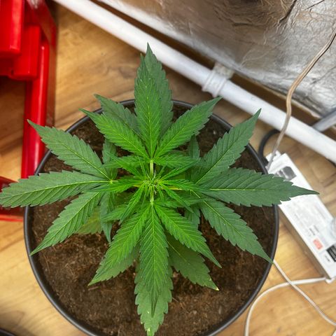 Bella Blue growlog photo: Higheeer