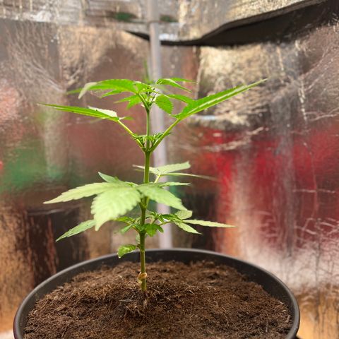 Bella Blue growlog photo: Pin up girl