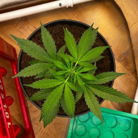 Bella Blue growlog photo: Pin up girl