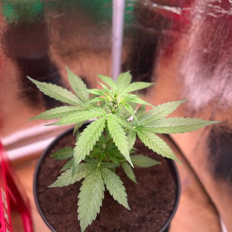 Bella Blue growlog photo: Pin up girl