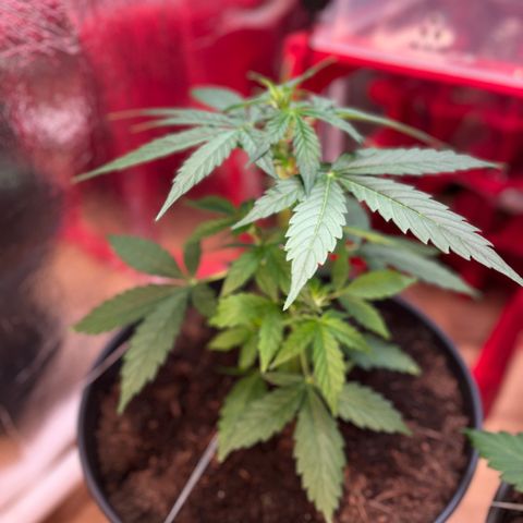 Renate growlog photo: Skyhigh