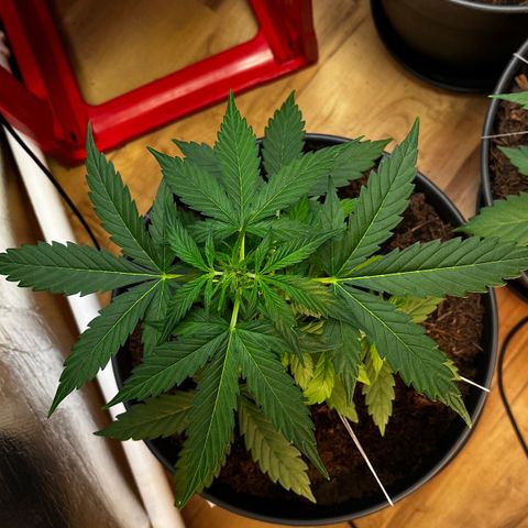 Renate growlog photo: Skyhigh
