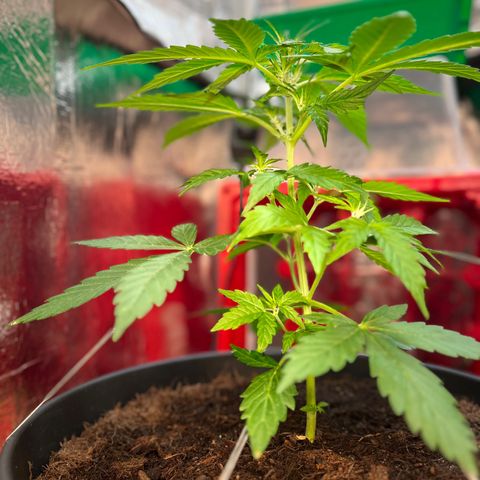 Renate growlog photo: Skyhigh