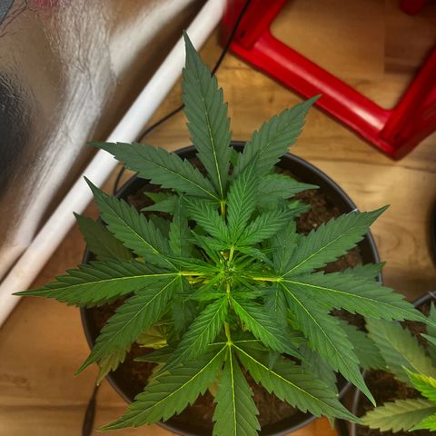 Renate growlog photo: Bad chick
