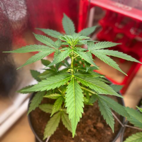 Renate growlog photo: Bad chick