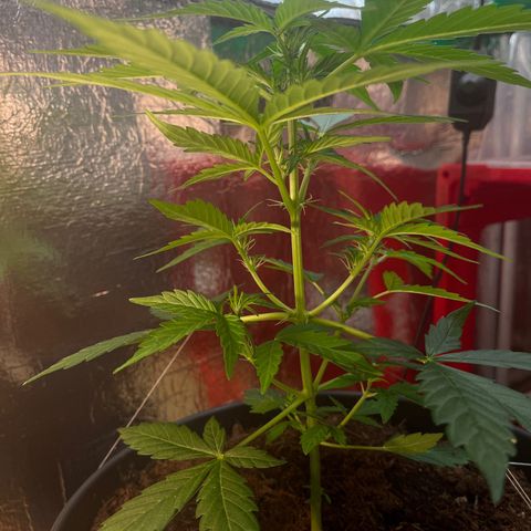 Renate growlog photo: Bad chick