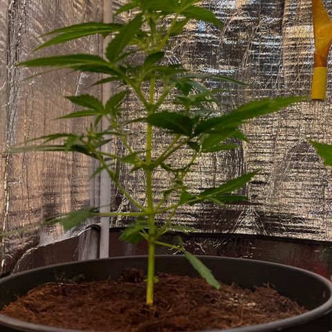 Renate growlog photo: Skyscraper ?
