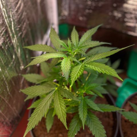 Renate growlog photo: Skyscraper ?
