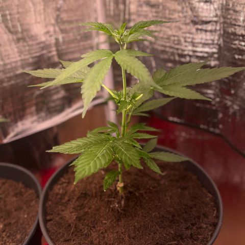 Bella Blue growlog photo: Damned 💦💦💦
