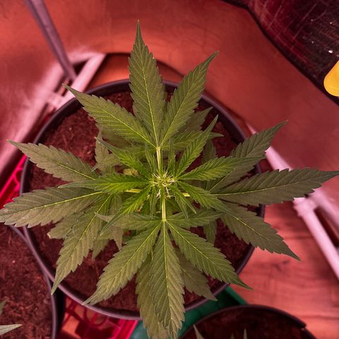 Bella Blue growlog photo: Damned 💦💦💦