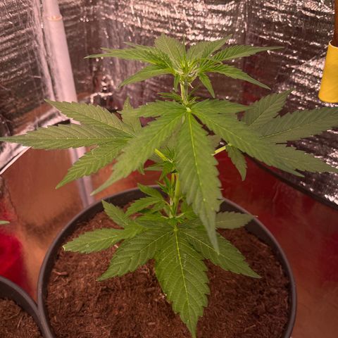 Bella Blue growlog photo: Damned 💦💦💦