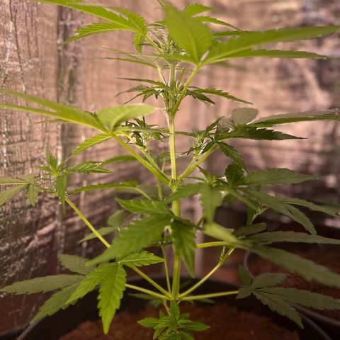 Renate growlog photo: Really stable one 🤽🏻‍♂️