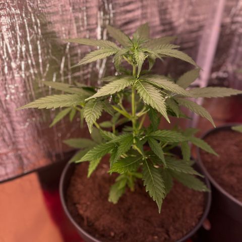 Renate growlog photo: Really stable one 🤽🏻‍♂️