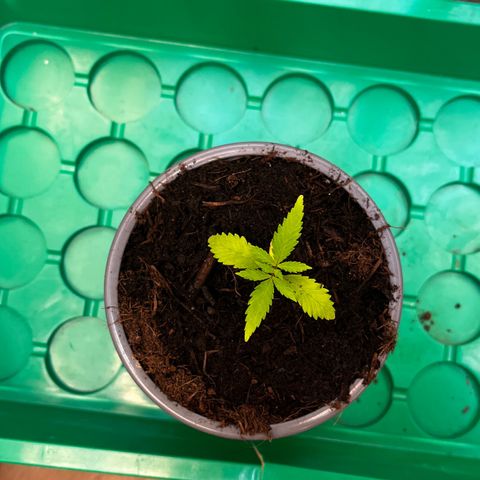 Ashley Ash growlog photo: Dwarf