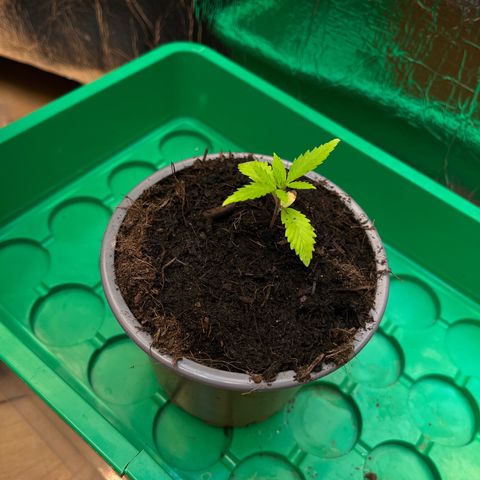 Ashley Ash growlog photo: Dwarf