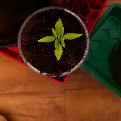 Ashley Ash growlog photo: Tiny ass