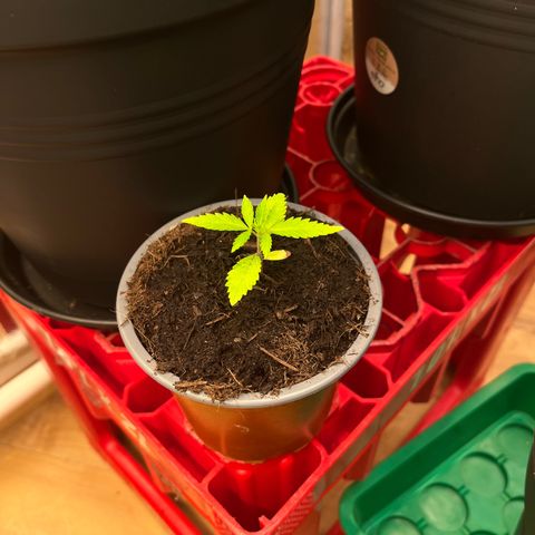 Ashley Ash growlog photo: Tiny ass
