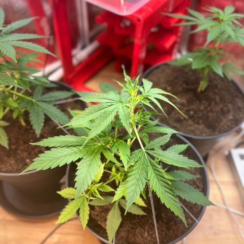 Radical Russian growlog photo: Yau nice